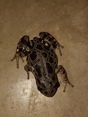 Hylambates maculatus