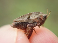 Tetrix bipunctata