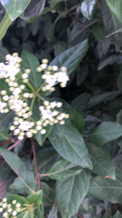 Viburnum tinus