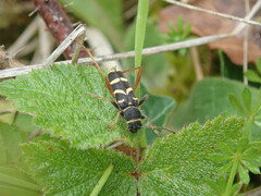 Clytus arietis