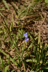 Aristea ecklonii