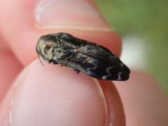 Coraebus undatus