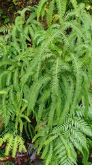 Sticherus squamulosus squamulosus