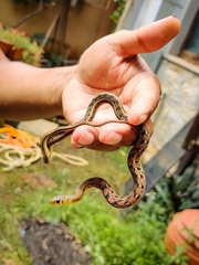 Amphiesma stolatum