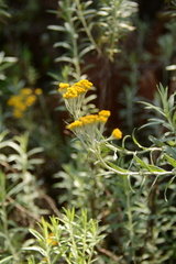 Helichrysum splendidum