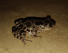 Hylambates maculatus