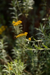 Helichrysum splendidum