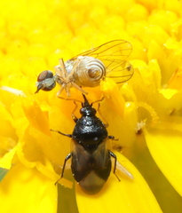 Mythicomyiidae