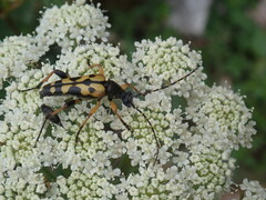 Rutpela maculata