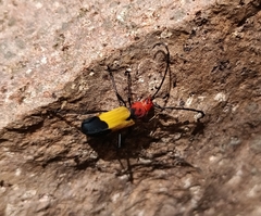 Purpuricenus laetus