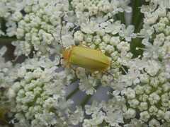 Cteniopus sulphureus