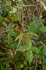 Searsia chirindensis