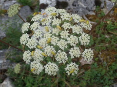 Cteniopus sulphureus