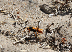 Cryptocheilus australis