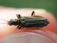 Oedemera