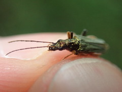 Oedemera