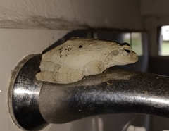 Chiromantis xerampelina