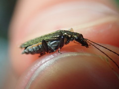 Oedemera