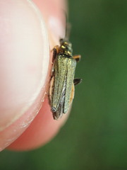 Oedemera