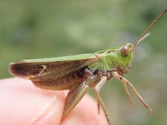 Stenobothrus lineatus