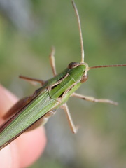 Stenobothrus lineatus