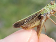 Stenobothrus lineatus