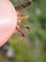 Stenobothrus lineatus