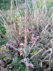 Achyranthes