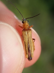 Oedemera podagrariae