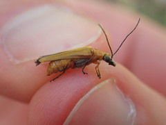 Oedemera podagrariae
