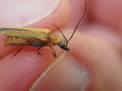 Oedemera podagrariae