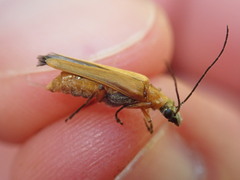 Oedemera podagrariae