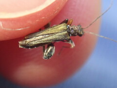 Oedemera