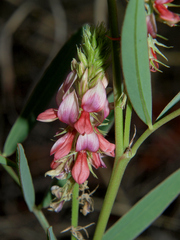 Indigofera antunesiana
