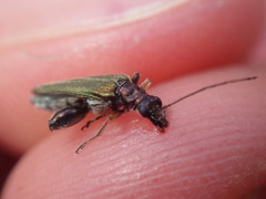 Oedemera