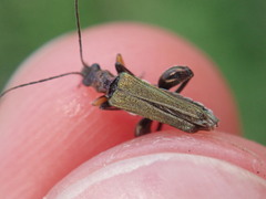 Oedemera