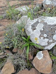 Bulbine