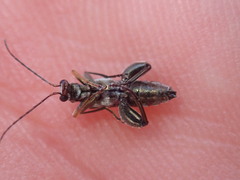 Oedemera