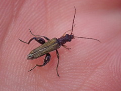 Oedemera