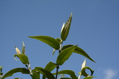 Buddleja salviifolia