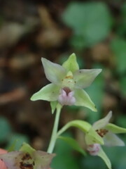 Epipactis leptochila neglecta