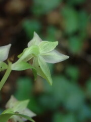 Epipactis leptochila neglecta