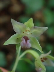 Epipactis leptochila neglecta
