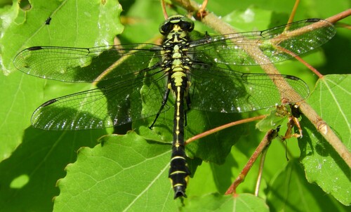 Common Clubtail, Oirschot, Nederland, photo 8 of 10