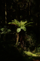 Cyathea dregei