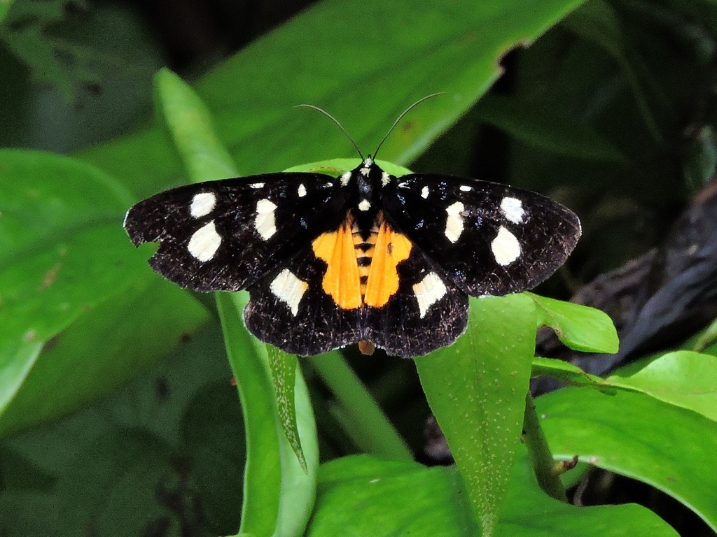 Mimeusemia vilemani