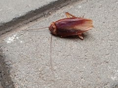 Periplaneta americana