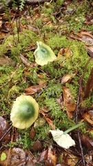 Entoloma necopinatum
