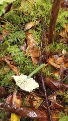 Entoloma necopinatum