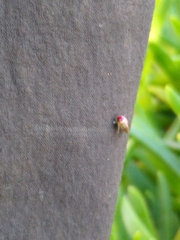 Achyranthes